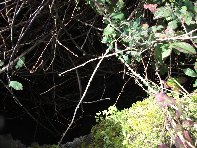 otte Scorciavacca20110306 125